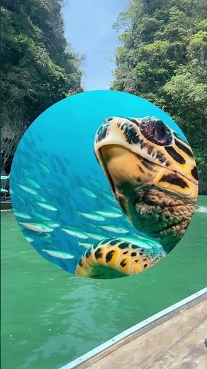 Eagles | Hotel California - Live - 1994 (HD) is the best version