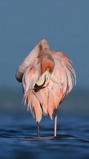 Flamingo…☀️ A moment in the life of a flamingo in the wild of Florida. Part of her morning ritual is to groom her feathers, keeping them strong for flight, making sure each one is perfect. There is something very peaceful about the connection to nature, filmed with my Nikon Z 9/600mm lens. #flamingo #floridawildlife #nikonambassador #nikonz9 #naturelovers | Julianradwildlife