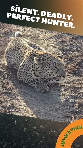 Panther Silently Stalks Its Prey | Nature’s Deadliest Hunter