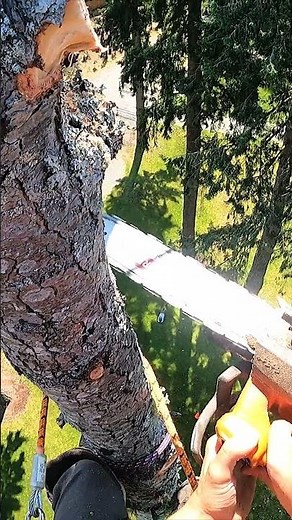 Topping a Huge Fir Tree 🌲