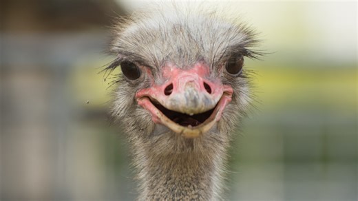 Ostrich Struts Around the Wildlife Safari Like the Total Baddie He Is