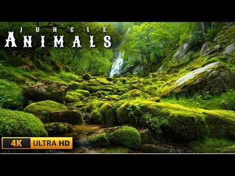 Wildlife Animals 4K | Breathtaking Animal World’s Deepest Nature