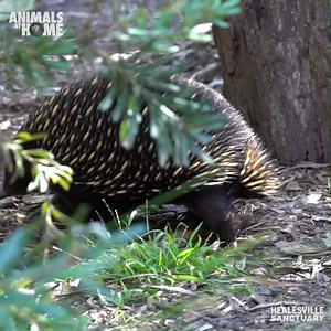 Sit back, relax, and learn something new! | Zoos Victoria