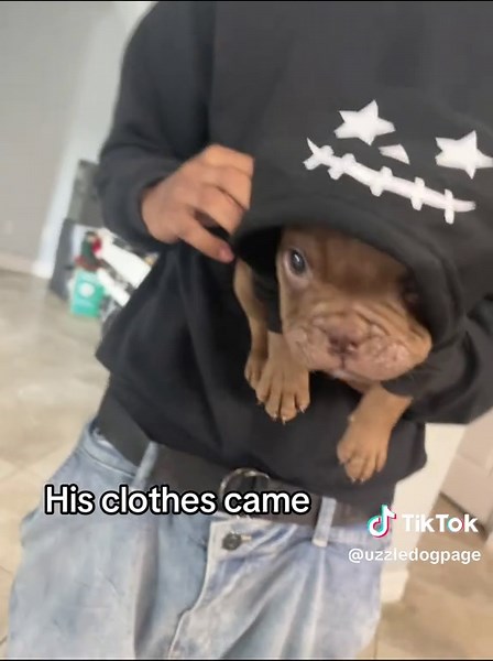 American Bully: Unveiling Unique Traits