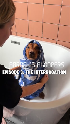 Head in the Sky on Instagram: "🎬 BARNEY’S BLOOPERS - Episode 3 (the final episode): “The Interrogation” Following the incident, the footage was reviewed. 👀 The package remains missing. The suspect shows no remorse. When confronted, he chose violence. This was his final statement…. 🔉 🔉 🔉 No charges were filed, he’s too damn cute. #barneysbloopers #dogsofinstagram #petbloopers #ugcseries #funnydog"