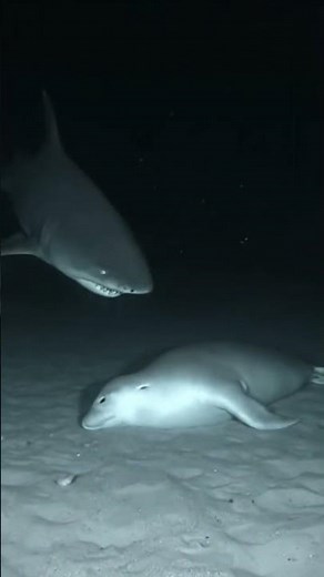 Chilling Deep-Sea Predation at 3,500m | Greenland Shark Captured on Camera