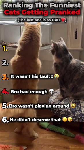 Ranking the Funniest Cats getting pranked!🐱🤣 (You won’t believe No. 1) #shorts