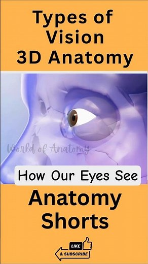 Vision in 3D 👁️ | How the Eye See || Types of Vision