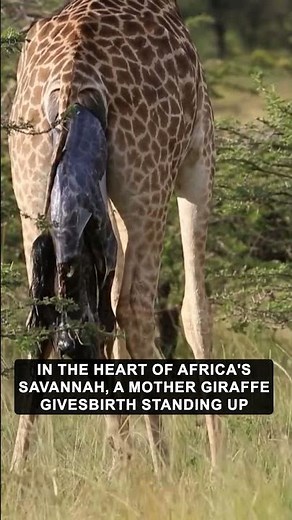In the heart of Africa's Savannah, a mother giraffe gives birth standing up