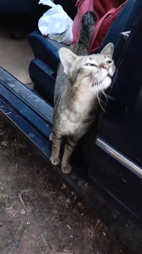 Cat Showing Affection 🥰