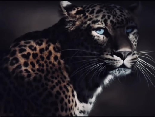 Discover the Fascinating World of Leopards
