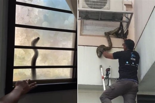 ‘It was knocking on my window pane’: Python rescued from Jurong West HDB flat