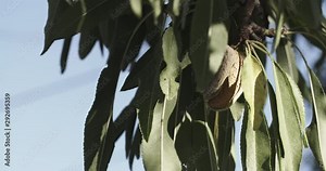 Handheld shot of a ripe almond fruit (Prunus dulcis or Prunus amygdalus) in a shell, hanging on an almond tree branch in Andalusia, Spain.