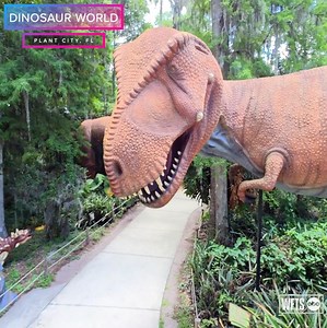 37K views · 231 reactions | 練 DINOSAUR WORLD 秊 Take a trip back in time to Dinosaur World, Florida in Plant City! Walk among hundreds of life-sized dinosaurs in this prehistoric playground. Details >> https://wfts.tv/3xNDIaL via Zack Perry | Taste and See Tampa Bay | Facebook
