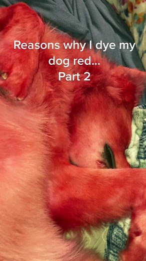 Part 2 #bigreddog #danthebigreddog #petsafedye #fyp #LevisMusicProject #PINKHolidayRemix #TheHarderTheyFall #cute #floof #greatpyrenees #esadogs #fun