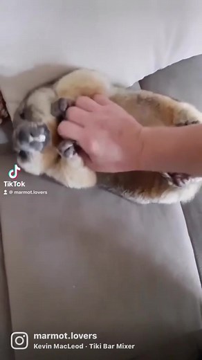 Adorable Belly Rub Moment with a Marmot | Cute Wildlife Encounter