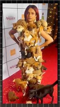 Day 2 Indian pariah Dog — Pros & Cons Tamil #DogReelsTamil #indianpariahdog #30days30dogbreeds