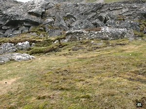 Snow Fox :- [ हिन्दी डाक्यूमेंट्री ] , #nature #animals #documentary #discovery #survivalsworld Wild World Wilds Earth Tv | Survival World Tv