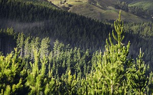 Radiata pine: The muscle tree |