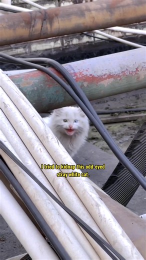 White Stray Cat with Odd Eyes Meowing - Beautiful Cat Encounter