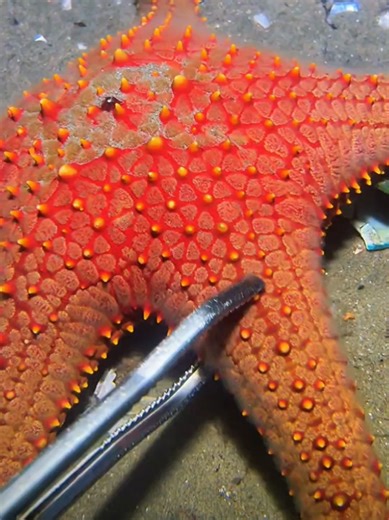 Diving for Delicious Crab: A Seaside Adventure