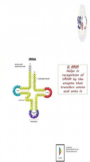 tRNA structure and function!!