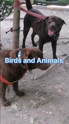 Dogs Barking Sound, Animal voice effects