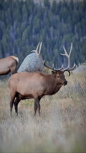 DOUBLE TAKE ON THE WILD SIDE BULL #elk #bullelk #elkhunting #backboneunlimited | Backbone Unlimited