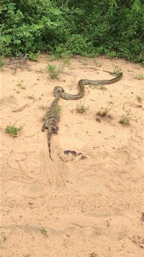 Python Drags Huge Lizard with Ease