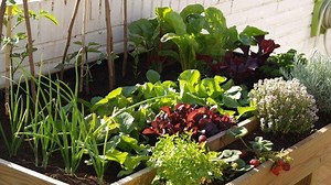 Cómo construir tu propio huerto urbano. ¡Será el mejor!