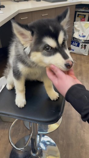 Dog Shaking on Chair Funny Meme