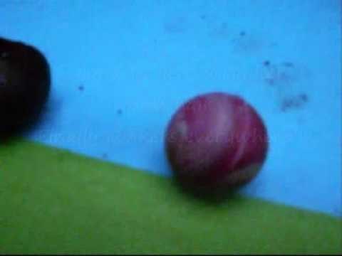 The Conker Song Lyrics