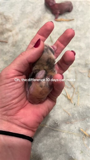 The Incredible Growth of Baby Bunnies