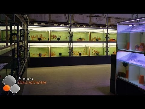 Diskusfische aus dem EuropaDiscusCenter