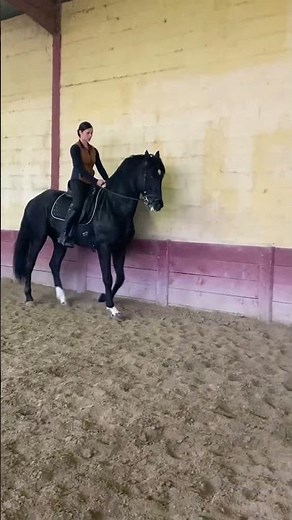 Cheval à vendre - PRE étalon noir espagnol - equirodi.com
