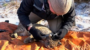 Connecticut's Bobcat Population Flourishing