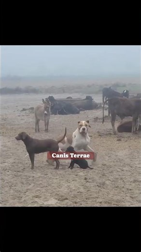 Working Bully Kutta