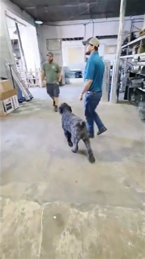 Office Dog 😊 #dogshorts #shorts #doglovers #officedog #bouvierdesflandres #dogatwork