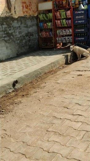 isko to sharm aa gyi🤣