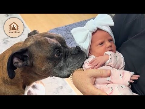 Boxer Dog Meets Newborn, How a Wild Pet Became the Perfect Big Brother