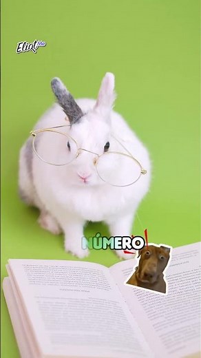 The word of the year is a number? 🤯 Why is 67 the word for 2025? 👀