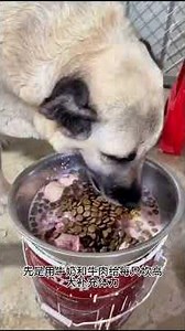 Kangal dogs hunt down wolves stealing sheep #WildlifeUpClose #AnimalBehaviorIsConfusing #Experien...