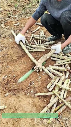 Broyer la manioc : Comment une technique ancestrale nourrit encore les fermes