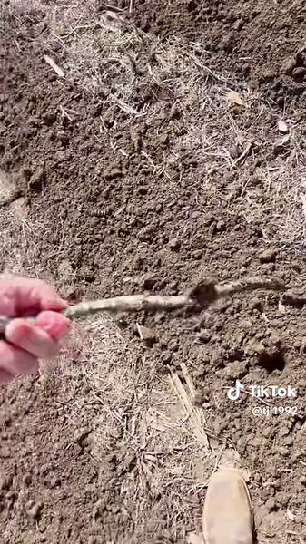 Unverferth Raptor strip till. Impressive machine.