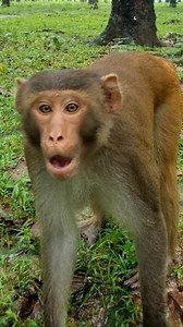 676K views · 7.7K reactions | The monkey's behaviour is very angry 藍 . . . . . . . . . #LaughWithAnimals #angrymonkey #monkeybehaviour #Monkeyvideos | Laugh with Animals | Facebook
