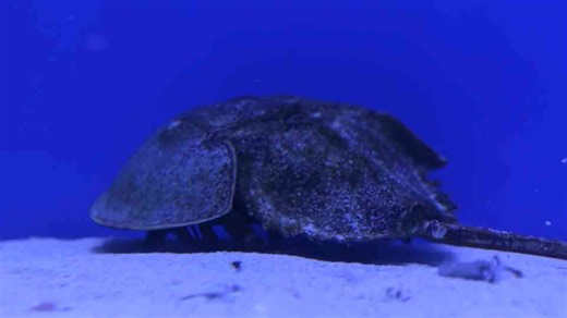 Watch scientists extract blood from this ancient ocean creature