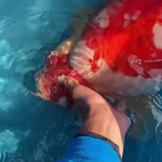 Giant Koi Fish | RAWWFishing