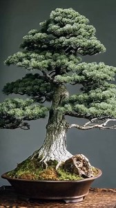 Name that tree #bonsai @top fans | Bonsaibarn