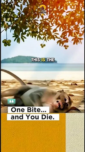 Tree of Death — The Tree That Kills Without Touching You‼️ #facts #naturefacts