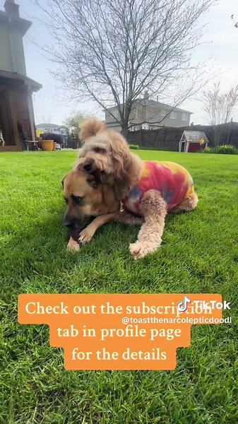 TOAST, THE NARCOLEPTIC DOG on TikTok